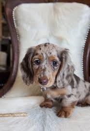 Her First Official Portrait At 3 Months Dachshund Puppies Dachshund Puppy Long Haired Dachshund Breed