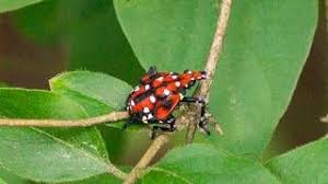 They lay eggs inside baby spotted lanternflies, which are called nymphs. How To Kill Control Spotted Lanternfly