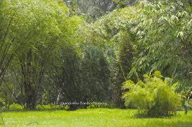 Image result for Mayaca baumii