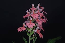 Image result for Habenaria goetzeana