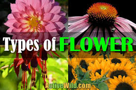 We did not find results for: Types Of Flower With Pictures Examples Free Botany Lesson