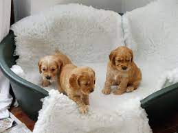 Available cocker spaniel puppies for sale cocker spaniel breed information description: Working Cocker Spaniel Puppies For Sale Tewkesbury Gloucestershire Pets4homes