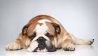 18 Least Active Dog Breeds for Lazy Dog Lovers | The Dog ...