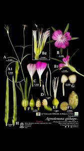 Image result for Oreosyce africana