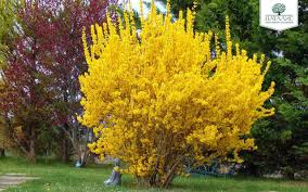 Loisto Onnenpensas Forsythia Intermedia Spectabilis Garden Inspiration Forsythia Garden