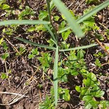 Image result for Launaea cornuta