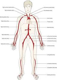 Arteries (in red) are the blood vessels that deliver blood to the body. The Cardiovascular System Ross And Wilson Anatomy And Physiology In Health And Illness 11e