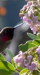 Maybe you would like to learn more about one of these? How To Attract Anna S Hummingbird