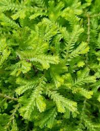 Image result for Selaginella kivuensis