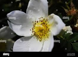 Image result for Rosa laevigata