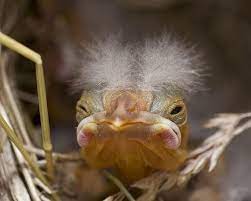 Feed the baby bird with this mixture for the first couple of days. Baby Bird Funny Birds Newborn Animals World Birds