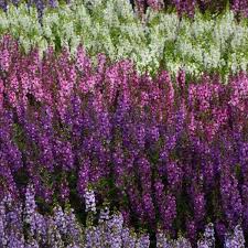 Image result for Angelonia