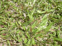 Image result for Axonopus