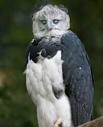 Creepy Bird With Big Mouth The Harpy Eagle Animals Beautiful Harpy Eagle Animals