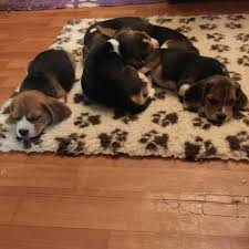Pagesbusinesseslocal servicebusiness servicebeagle puppies for adoption near. Beagle Puppies For Adoption In Salisbury Md Home Facebook