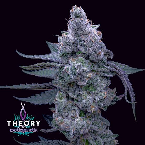 Night Moves Strain | Cannabis Dispensary | Theory Wellness