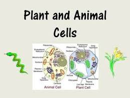 Maybe you would like to learn more about one of these? Plant And Animal Cells Powerpoint Lesson And Guided Notes Cells Lesson Plant And Animal Cells Powerpoint Lesson