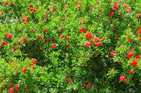 Maybe you would like to learn more about one of these? Spring Blooming Japanese Quince Bush With Vivid Red Flowers Background Stock Photo Picture And Royalty Free Image Image 28635055
