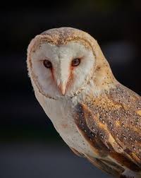 Owl Symbolism What Does It Mean When You See An Owl Owl Symbolism Owl Greek Myths