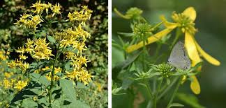 Image result for Verbesina