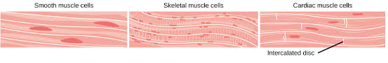 Menice realities of the smooth muscle cell. Tissues Organs Organ Systems Article Khan Academy