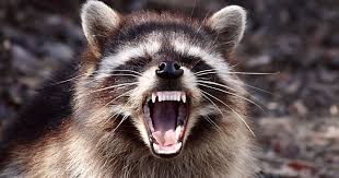 Accept it or not, but you can't and will never be able to have a raccoon as a. This Raccoon Influencer Says They Actually Make Good Pets But Maybe Stick To Dogs