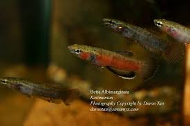 Betta Albimarginata Betta Betta Fish Borneo