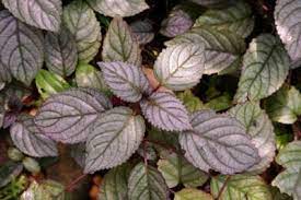 Purple waffle plant soil type: Waffle Plant Care Tips For Growing Waffle Plants Indoors