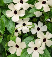 Image result for Thunbergianthus