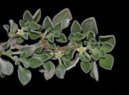 Image result for Plinthus karooicus