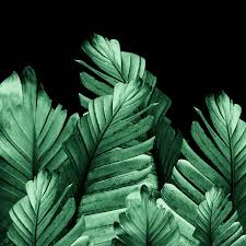 Here are only the best leaf wallpapers. Banana Leaves Wallpapers Top Free Banana Leaves Backgrounds Wallpaperaccess