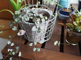 ハートの葉っぱが可愛いつる性植物 ハートカズラ すいすいさんのリビングの観葉植物 1 2 イエナカ手帖