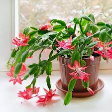 You can place near a bright window but not right in it. Lange War Es Still Um Den Weihnachtskaktus Doch In Den Letzten Jahren Erfreut Sich Di Christmas Cactus Plant Christmas Cactus Care Christmas Cactus Propagation