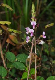 Image result for Grona adscendens