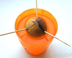 Plant your tree in march through june. How To Grow An Avocado Tree From Seed
