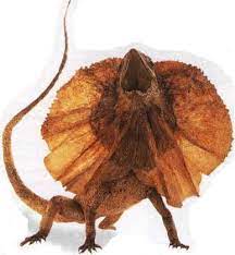 39 Frilled Lizard Ideas Frilled Lizard Lizard Reptiles And Amphibians