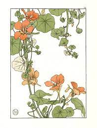 Foord J Jeanie The Nasturtium Art Nouveau Flowers Art Nouveau Illustration Botanical Drawings