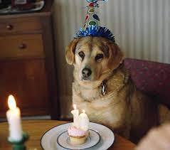 They have the best bones and great knowledge of products for dogs. The Best Dog Bakeries Baltimore Has To Offer Barkly Pets