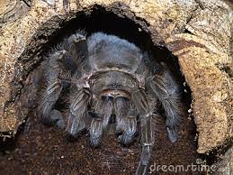 أو ه ن ال ب ي وت خاطرة في محاولة فهم هذا التعبير القرآني حبل الله