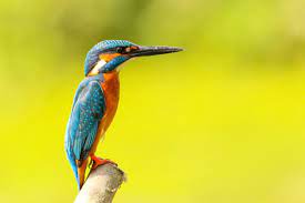 We did not find results for: Kingfishers Birds Animal Encyclopedia