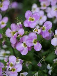 Image result for Malcolmia maritima