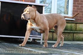 She's a tricolor xl bully puppy. Levels Bully Kennels Uk