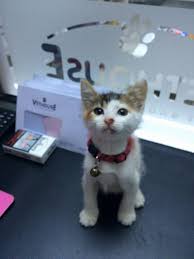 Index Of Wp Content Uploads 2015 10