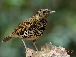 Image result for トラツグミ