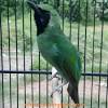 Pecinta burung cucak ijo indonesia ( pbci ) has 165,555 members. 1