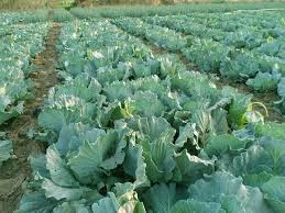 Pin On Cabbage Farming