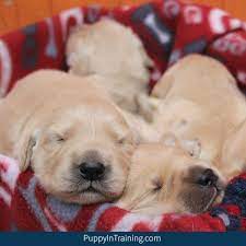 Find the perfect golden retriever puppies from all over the world! Our Litter Of Golden Retriever Pups Week 2 Puppy In Training
