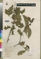 Image result for Psydrax parviflora