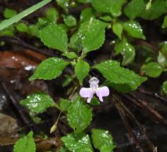 Image result for Impatiens hochstetteri