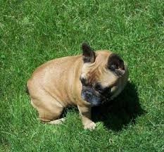 Duluth entertainment convention center (decc). Akc French Bulldog Female Adult For Sale In Glencoe Minnesota Classified Americanlisted Com
